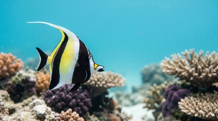 Obraz premium Moorish idol fish swimming over a coral reef. Tropical marine life in blue ocean water with copy space