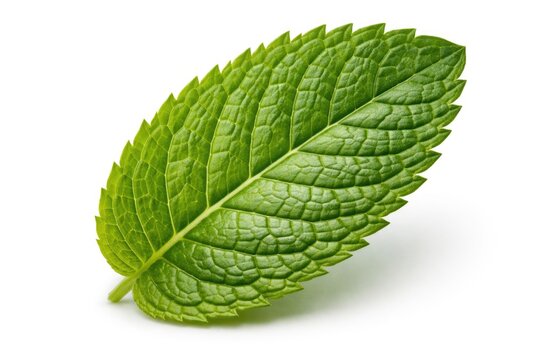 Close up of a vibrant mint leaf against pure white background showing full depth of field