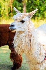 llama in the grass in North of Thailand © Jarugool