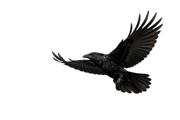 Fototapeta premium Black crow mid flight over plain white background with large copy space for designs