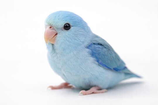 Close up of baby blue parrot Forpus on clean white surface