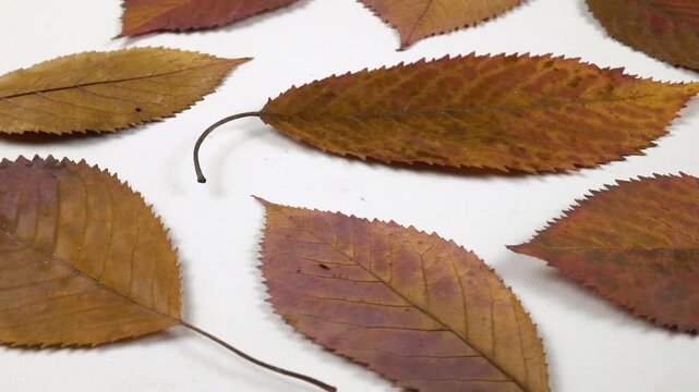 Flat dried arrangements. Dried pressed red and brown leaves of hornbeam lie on the white background, side view 