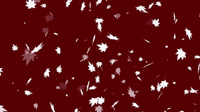 Animated Maple leaves in white falling  dark red background with 2d and cartoon style. Suitable for autumn themed designs and backgrounds and for autumn projects. alpha channel only 4k.
