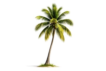 Obraz premium coconut palm tree standing alone on a crisp white background