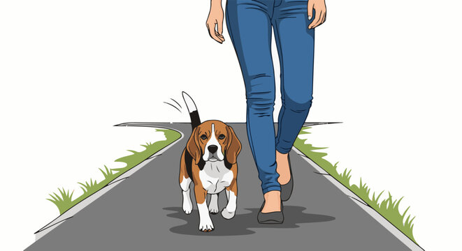 A person in blue jeans walks a beagle on a paved path with grass