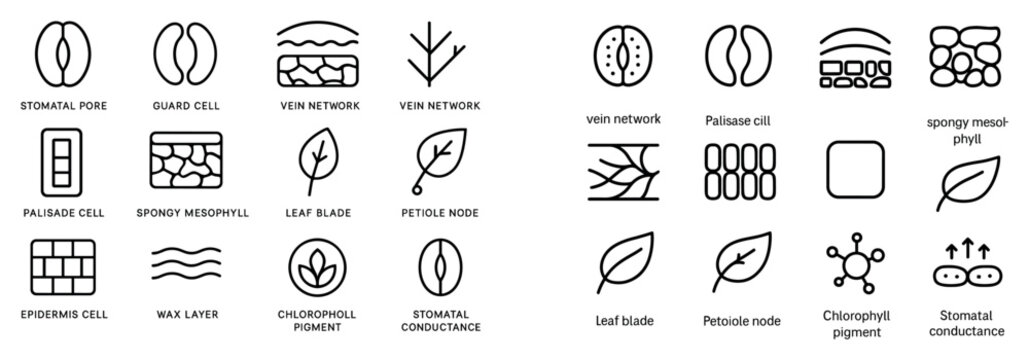Plant icons with cells and leaf outline