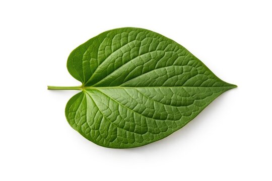 Isolated Plu Kaow plant leaf displayed horizontally from above on white