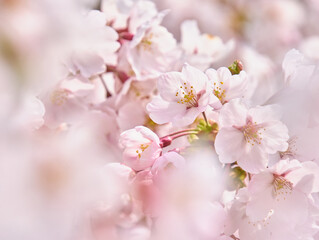 Naklejka premium 柔らかい光に包まれるエゾヤマザクラ Softly lit Ezo-yamazakura cherry blossoms