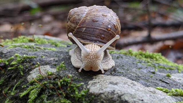 Garden snail on mossy stone close-up macro photography in natural forest habitat
