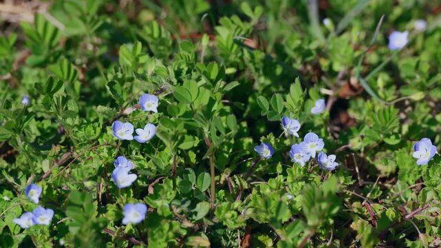Blue Speedwell Wildflowers With Visiting Hoverfly