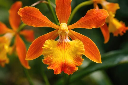 Captivating macro shot of a hybrid orchid Encyclia Prosthechea vitellina showcasing bright orange yellow colors