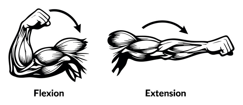 Arm muscles demonstrating principles of body movement, extension, and flexion in human anatomy, ideal for health and education