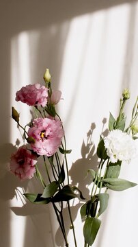 Eustoma flowers stand in a vase. Transparent soft light and shadow from leaves of the eustoma on wall. Wind blows through the open window in the room. Waving white tulle near the window. 4k