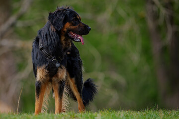 Obraz premium Mixed breed dog on the grass in the park, portrait