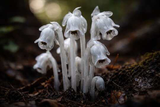 Delicate ghost plant featuring Indian pipe flower commonly mistaken for fungus