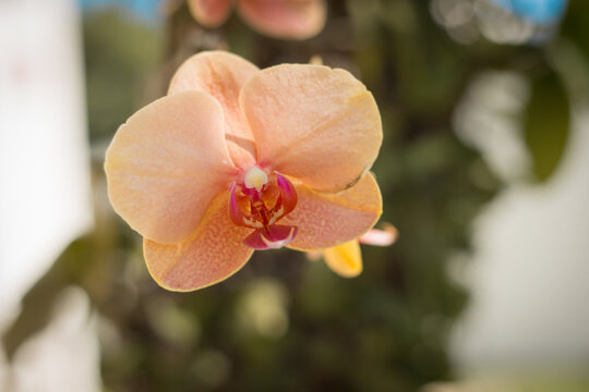 Orchide 