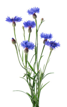 Blue Cornflower isolated on white background. Centaurea cyanus or bachelor's button flowers.