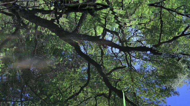 River landscape, dead branch of the Sesia River, reflections, trees on the water, sun, vegetation, Sesia River, Albano Vercellese, Lame del Sesia Regional Park, Piedmont, Italy, river
