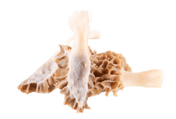 Obraz premium Morel mushroom isolated on white background. Morchella esculenta. Spring edible fungi. Clipping path.