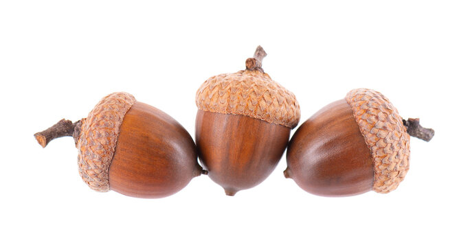Acorn oak isolated on white background. Ripe brown acorns. Clipping path.