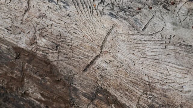 bark beetle larvae into a trunk, bark beetles, subfamily Scolytinae, The bark beetle larvae dig tunnels perpendicular to those dug by the adult insect that laid the eggs, Sesia River, Italy