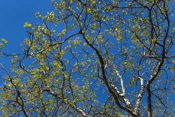 Obraz premium Tree leaves in spring. Scenes at the centre of the town of Lingen Germany. Lower Saxony