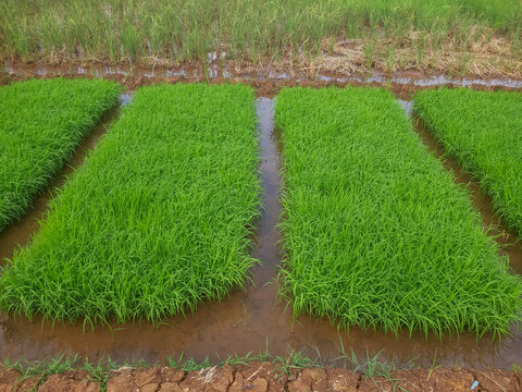 Rice Seedling Beds in Irrigated Paddy Field