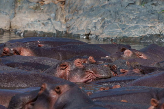 Hippopotamus or Hippopotamus amphibius wallowing in pool
