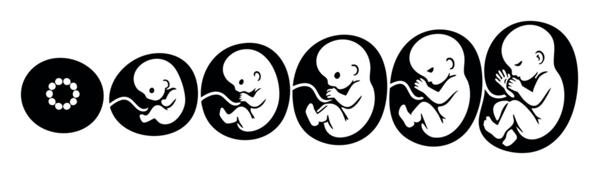 Human embryo and fetus progressing through various stages of prenatal development and gestation period in the womb