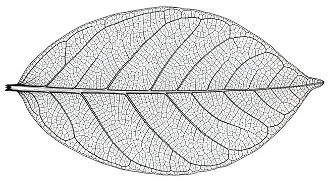 Detailed leaf skeleton with venation pattern