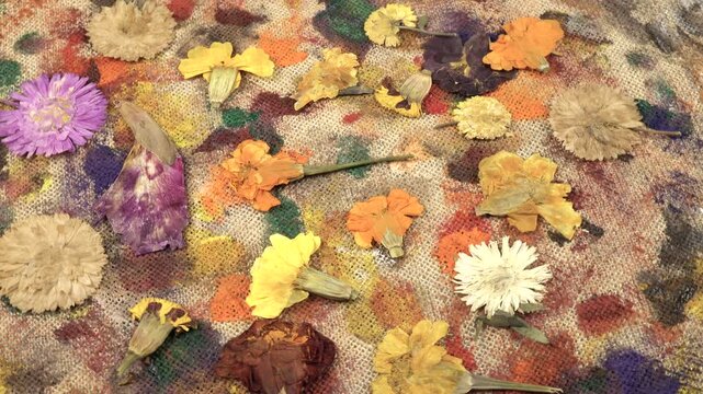 Flat dried flowers arrangements, floral fantasy.  Dried aster and marigold flowers lie on the beige burlap cloth with stains from gouache and acrylic paints, background, top view 