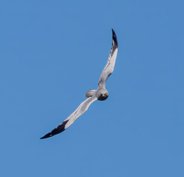 Busard cendr&eacute; m&acirc;le en vol acrobatique dans les Aspres