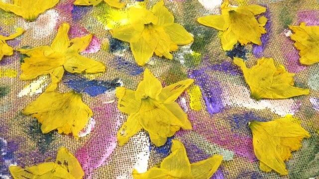 Flat dried flower arrangements. Dried pressed daffodil flowers lie on the beige burlap cloth with abstract painting, background, top view 