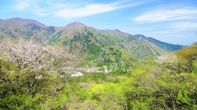 栃木県那須塩原市　春風に揺れる山桜と塩原温泉