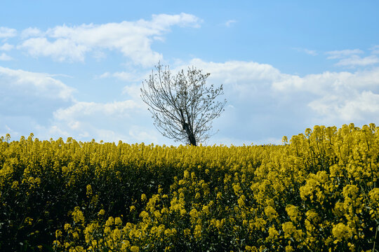 yellow rape field
