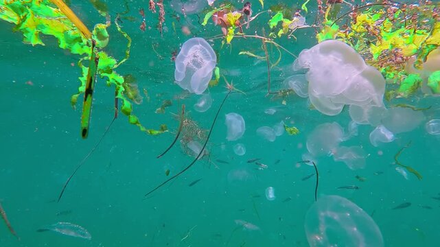 School of Sand Smelt swims between group of Moon jellyfish drifting in waves below water surface in sunlight. Big swarm of translucent Saucer jelly floats with shoal of Silverside Atherina in sunshine