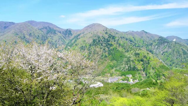 栃木県那須塩原市　春風に揺れる山桜と塩原温泉