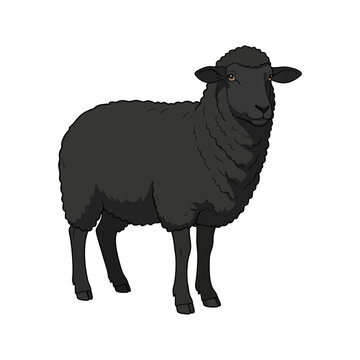 A black sheep on isolated background. Vector graphic and illustration
