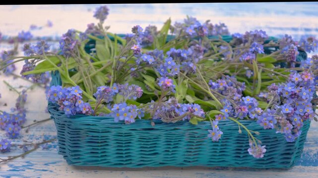 Forget-me-not -Myososti- traveling in a green wicker basket