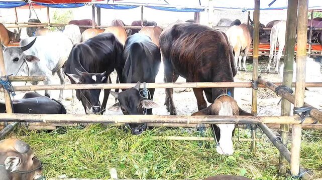 healthy Bali Cattle (Bos Javanicus) prepare Qurban in indonesia