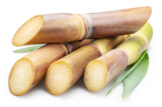 Fresh sugar cane stalks with fresh sugarcane leaves isolated on a white background. Natural sweetener and agricultural product concept.