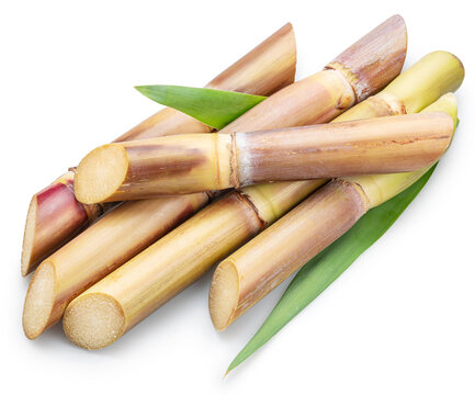 Fresh sugar cane stalks with fresh sugarcane leaves isolated on a white background. Natural sweetener and agricultural product concept.