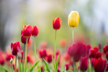 Fototapeta premium Individuality and leadership concept: bright yellow tulip blooming in a red flower bed. Beautiful spring landscape with one unique yellow tulip and soft bokeh.