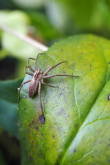 Naklejka premium Araignée Pisaura mirabilis sur feuille verte en gros plan Nursery web spider Pisaura mirabilis on green leaf macro