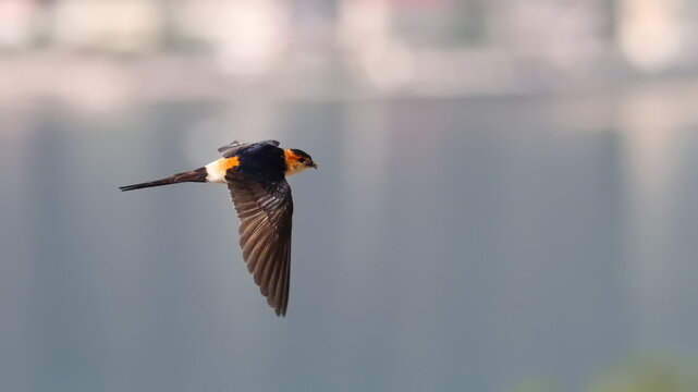Red-rumped swallow in flight, Cecropis daurica, isolated on white, birds of Montenegro