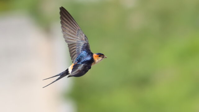 Red-rumped swallow in flight, Cecropis daurica, isolated on white, birds of Montenegro