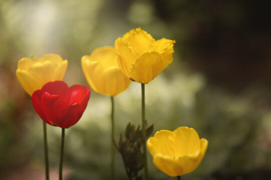 Gelbe Tulpen und eine rote Tulpe.