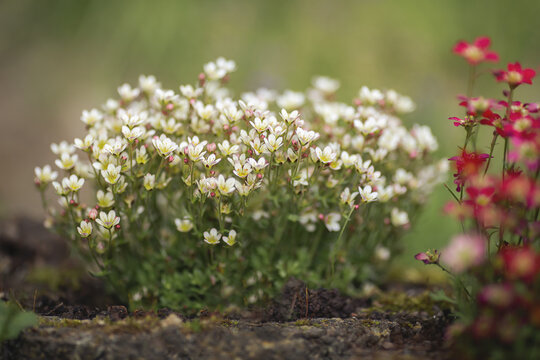  Kn&ouml;llchen-Steinbruch, wei&szlig;. Saxifraga granulata