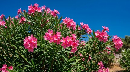 Obraz premium Blooming pink oleander flowers against a clear blue sky in summer.