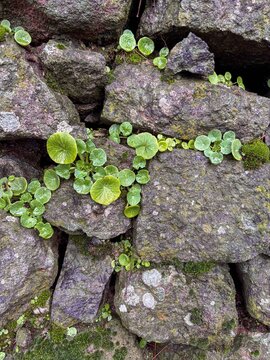 Moisture-loving green pennywort plants decorating the cracks of a stone wall
